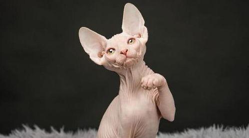 猫型女明星,揭秘猫型女明星的独特魅力